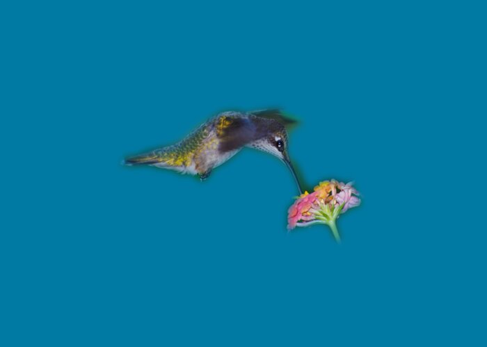 Bird Greeting Card featuring the photograph Hummingbird Tee-shirt by Donna Brown