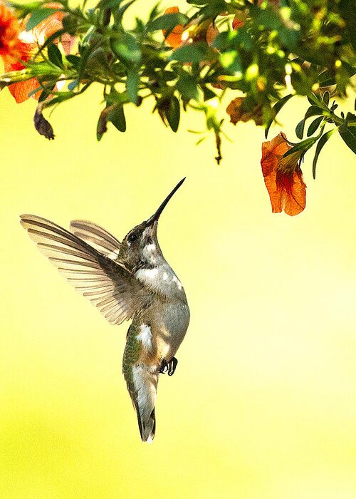 Hummingbird Greeting Card featuring the photograph Hummingbird Under the Floral Canopy by William Jobes