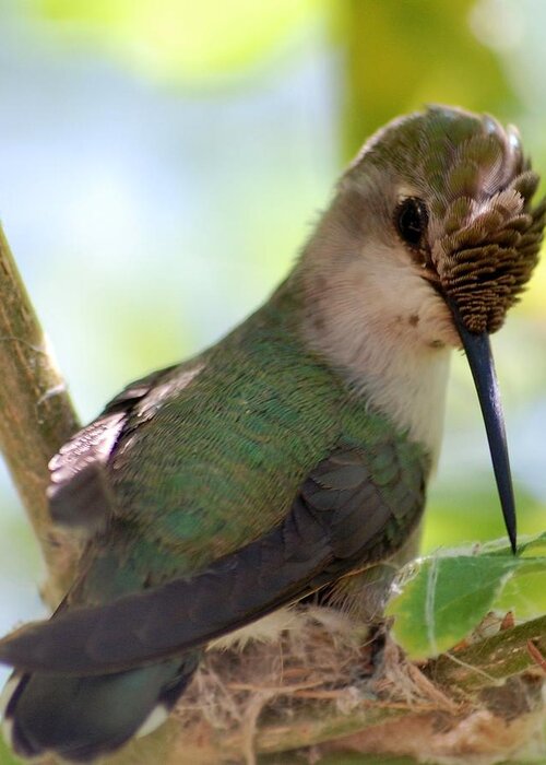 Hummingbird Greeting Card featuring the photograph Hummingbird with small nest by Amy Fose