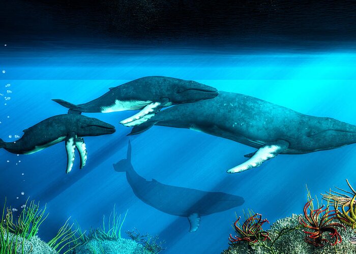 Humpback Greeting Card featuring the digital art Humpback Whales by Daniel Eskridge