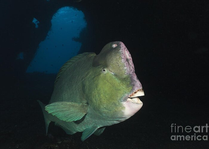Humphead Parrotfish Greeting Card featuring the photograph Humphead Parrotfish by Reinhard Dirscherl