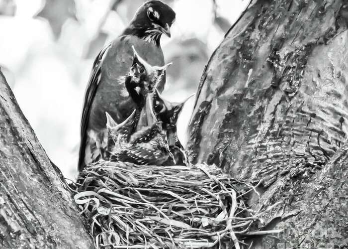 American Robin Greeting Card featuring the photograph Hungry Babies by Kerri Farley