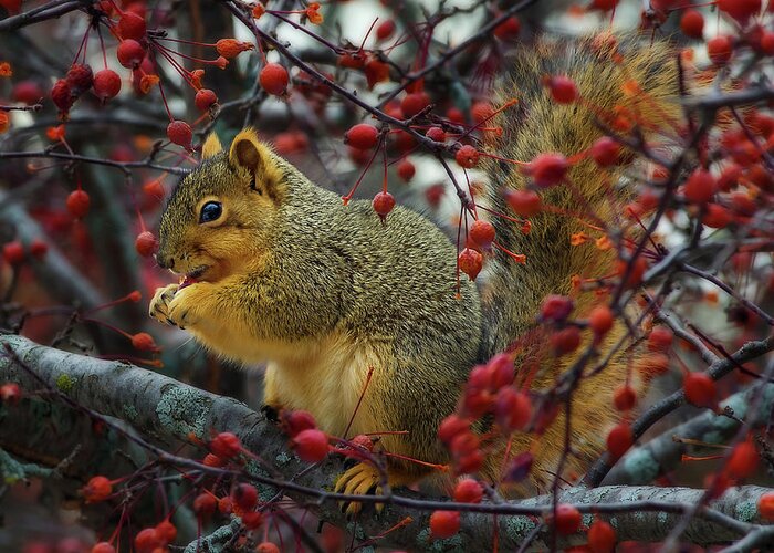 Squirrel Tree Crabapple Nature Animal Winter Autumn Wildlife Eating Greeting Card featuring the photograph Hungry Squirrel - squirrel dining on brilliant red crabapples in late autumn by Peter Herman