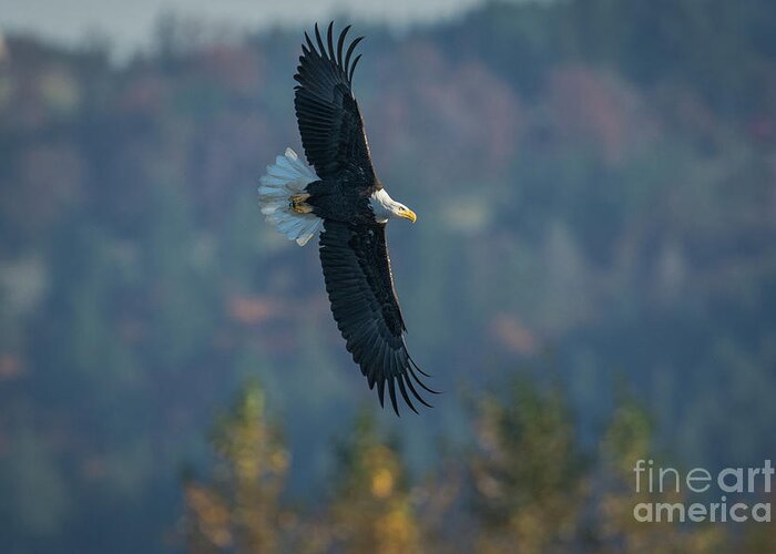 Eagle Greeting Card featuring the photograph Hunting by Craig Leaper