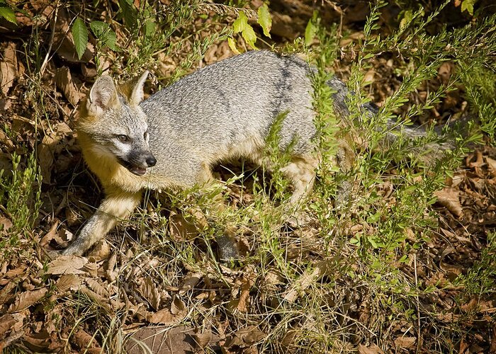 Gray Fox Greeting Card featuring the photograph Hunting Gray Fox by Michael Dougherty