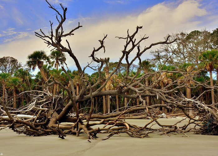 Hunting Island Driftwood Beach Beaufort Sc.lisa Wooten Photography Greeting Card featuring the photograph Hunting Island Driftwood Beach Beaufort SC by Lisa Wooten