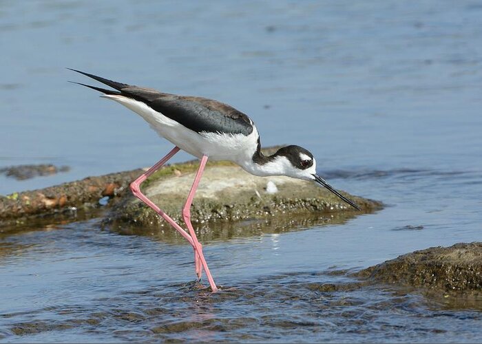 Black-necked Stilt Greeting Card featuring the photograph Hunting Mode by Fraida Gutovich