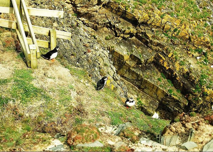 Puffins Greeting Card featuring the photograph Hurry by HweeYen Ong