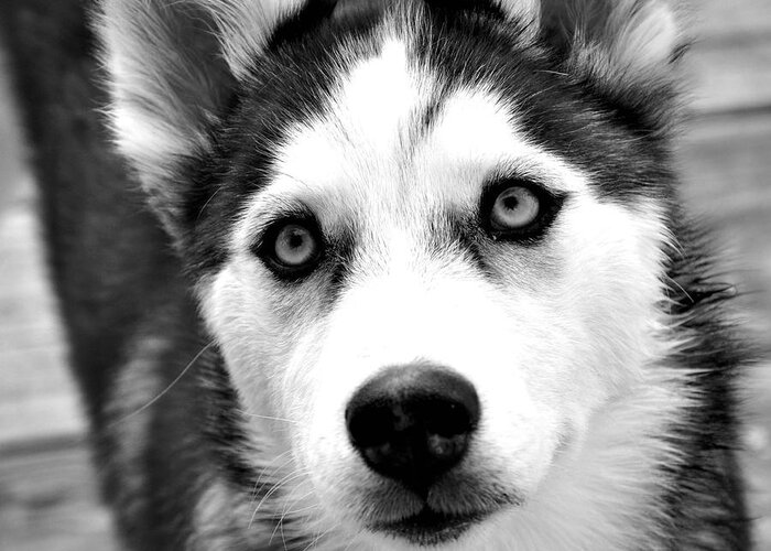 Dog Greeting Card featuring the photograph Husky pup by Sumit Mehndiratta