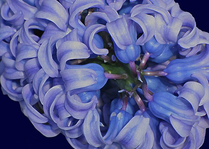 Flower Greeting Card featuring the digital art Hyacinth Curls by Lynda Lehmann