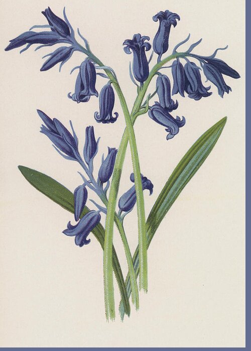 Hyacinth Greeting Card featuring the painting Hyacinth by Frederick Edward Hulme