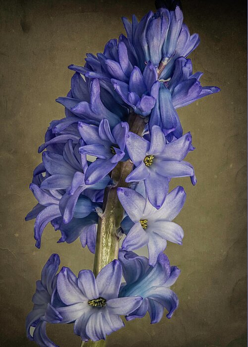 Flowers Greeting Card featuring the photograph Hyacinth by John Roach