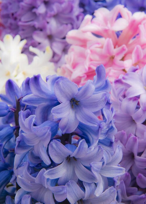Beauty Greeting Card featuring the photograph Hyacinth Pop by Eggers Photography