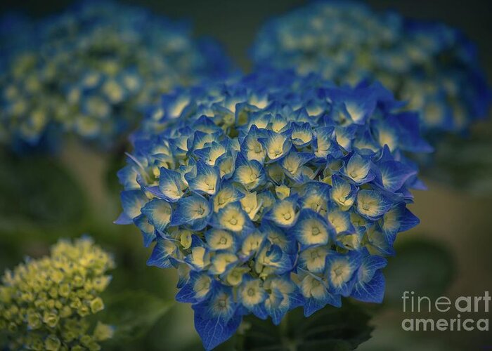 Hydrangea Greeting Card featuring the photograph Hydrangea by Eva Lechner