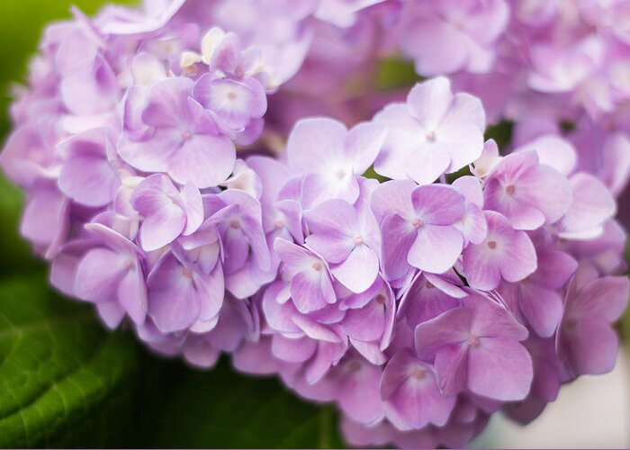 Hydrangea Greeting Card featuring the photograph Hydrangea in Purple by Parker Cunningham
