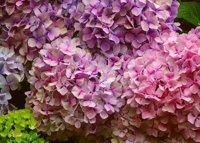 Hydrangea Greeting Card featuring the photograph Hydrangeas galore by Susan Baker