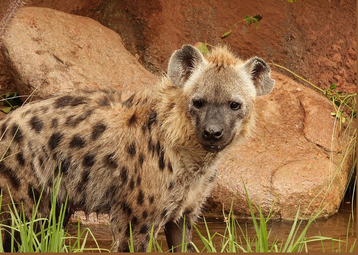Hyena Greeting Card featuring the photograph Hyena A by Tony Brown