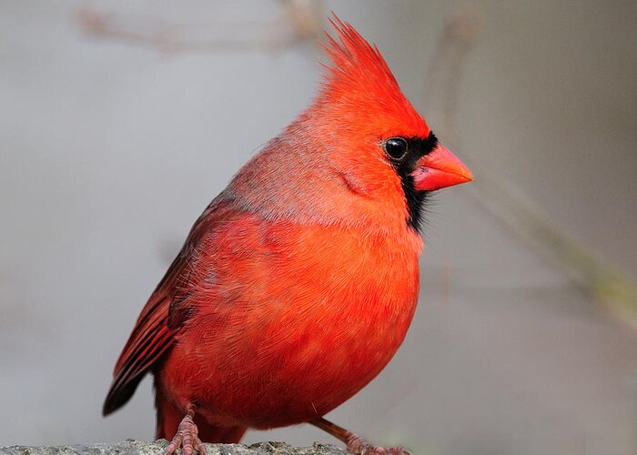 Male Cardinal Greeting Card featuring the photograph I am beautiful by Diane Giurco