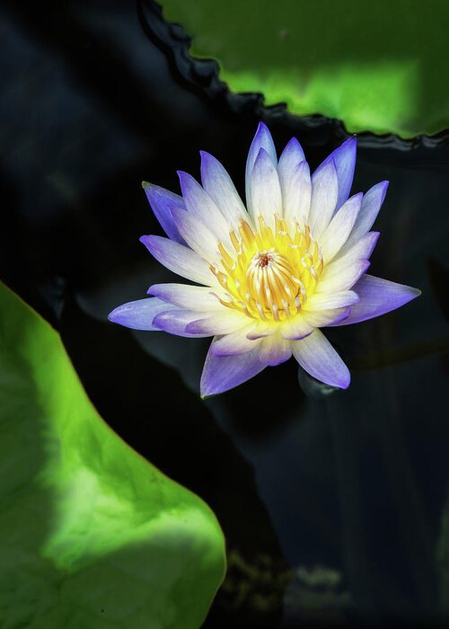 Aquatic Greeting Card featuring the photograph Waterlily showing its true colors. by Usha Peddamatham