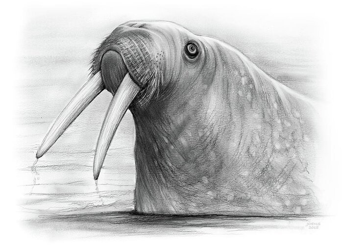 Walrus Greeting Card featuring the drawing I am the Walrus by Greg Joens