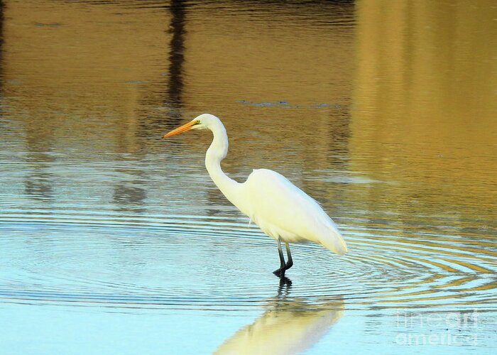 Great White Egret Greeting Card featuring the photograph I Can Wait by Scott Cameron