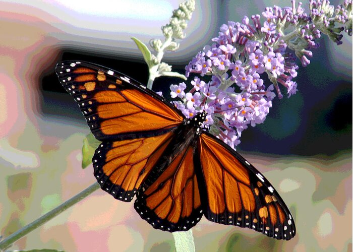 Butterfly Greeting Card featuring the digital art I knew I had a Monarch by Jack Ader