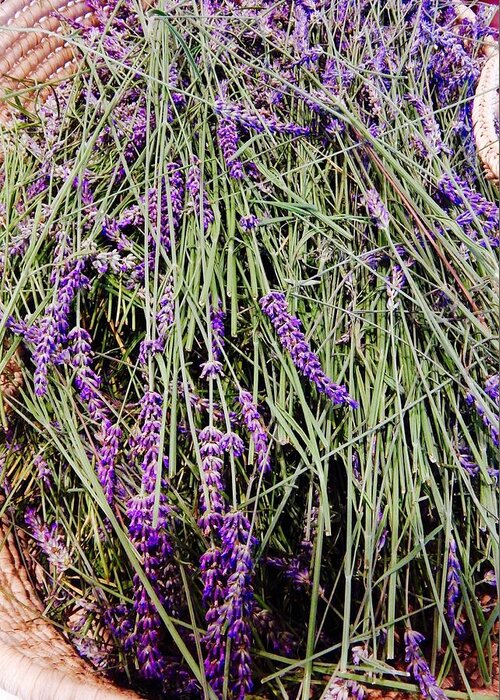 Lavender Greeting Card featuring the photograph I Love Lavender by Sue Morris