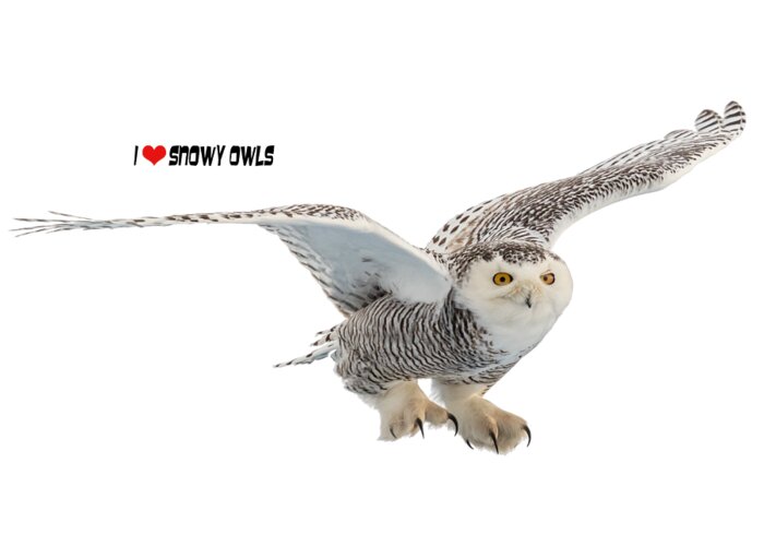 Snowy Owl Greeting Card featuring the photograph I LOVE Snowy Owls T-Shirt by Everet Regal