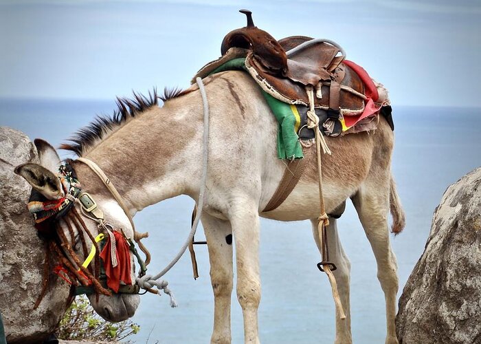 #donkey Greeting Card featuring the photograph I Need A Vacation by Cornelia DeDona