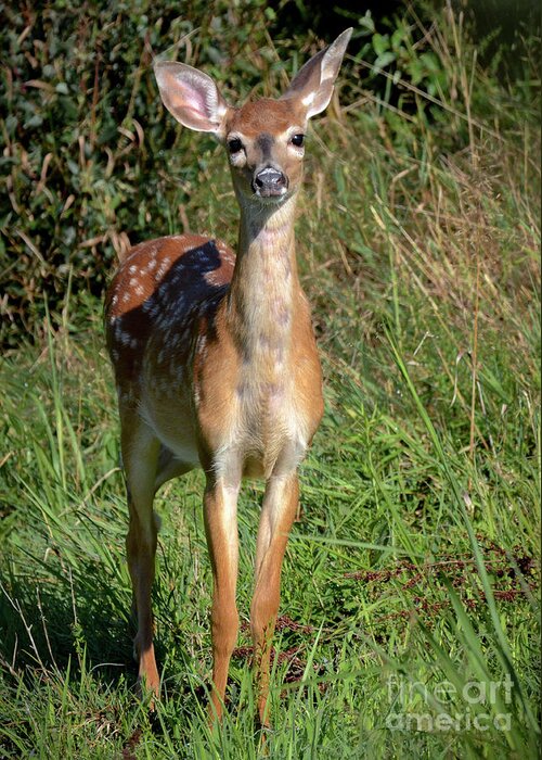 Deer Greeting Card featuring the photograph I See You by Amy Porter