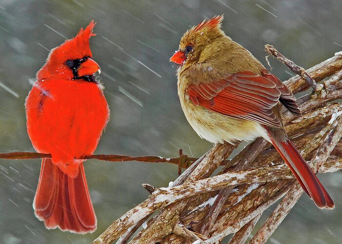 Wildlife Greeting Card featuring the photograph I told you we should winter in Florida but noooo by Ron McGinnis