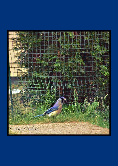 Bluejay Greeting Card featuring the photograph I walk alone by MaryLee Parker