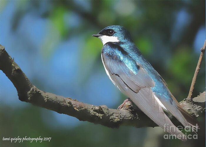Tree Swallow Greeting Card featuring the photograph I Will Remember Too by Tami Quigley