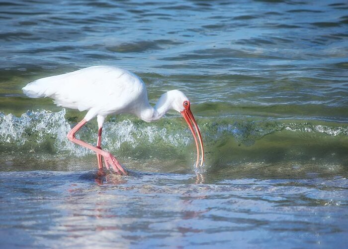 White Ibis Greeting Card featuring the photograph Ibis Morning Ocean Glow by Barbara Chichester