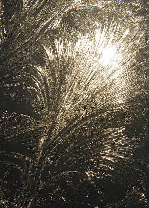 Ice Greeting Card featuring the photograph Ice Design on Glass by Steve Somerville