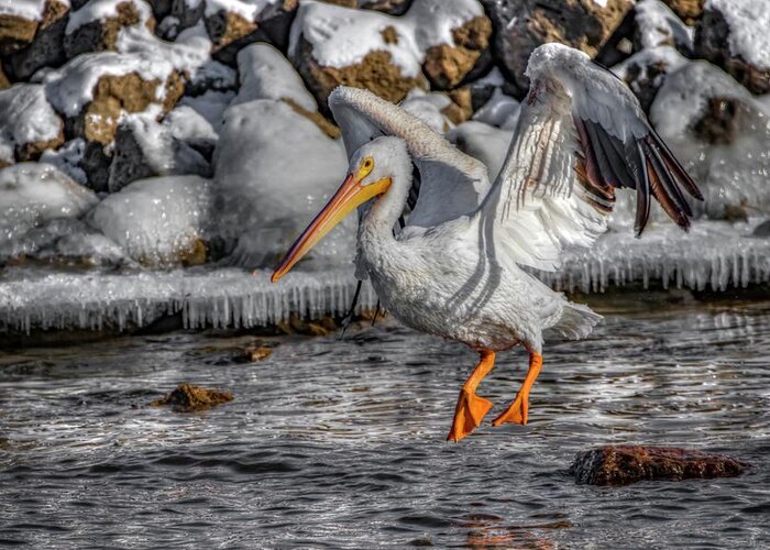 Pelican Greeting Card featuring the photograph Ice Jump by Ray Congrove