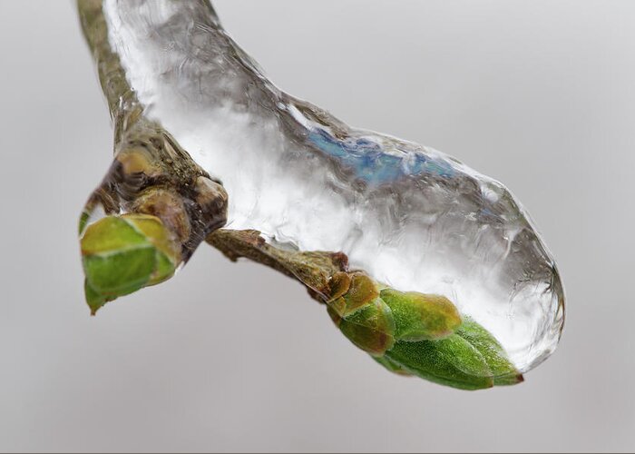 Awakening Greeting Card featuring the photograph Ice Storm buds by Jakub Sisak