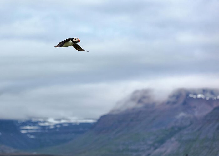 Puffin Greeting Card featuring the photograph Iceland 25 by Larry Shvets