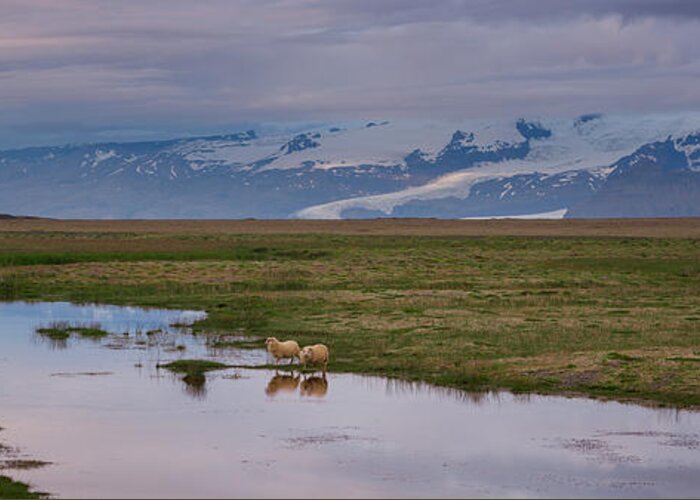 Iceland Greeting Card featuring the photograph Iceland Sheep Reflections Panorama by Michael Ver Sprill