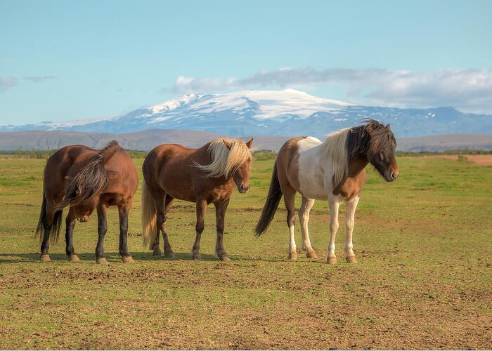 Icelandic Horse Greeting Card featuring the photograph Icelanders 0639 by Kristina Rinell