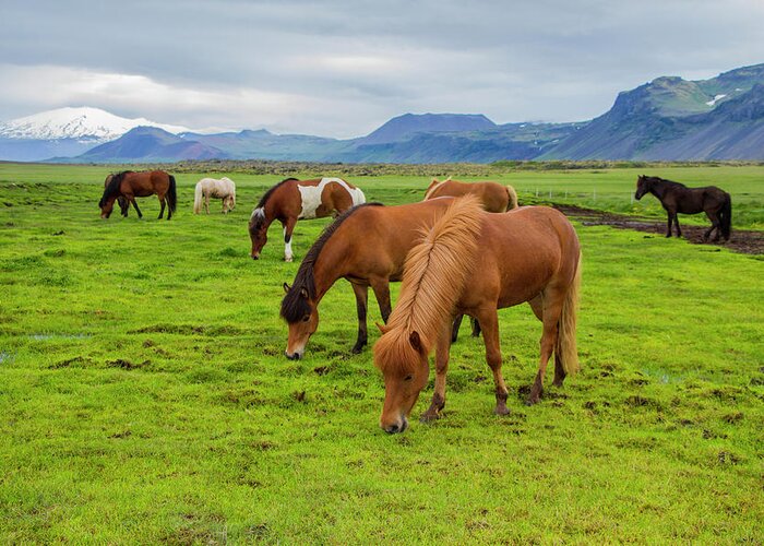 Iceland Greeting Card featuring the photograph Icelandic Horses by Venetia Featherstone-Witty