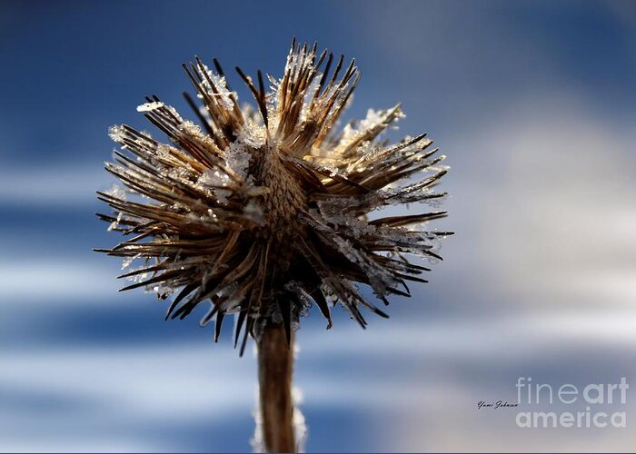 Nature Greeting Card featuring the photograph Icicle flower by Yumi Johnson