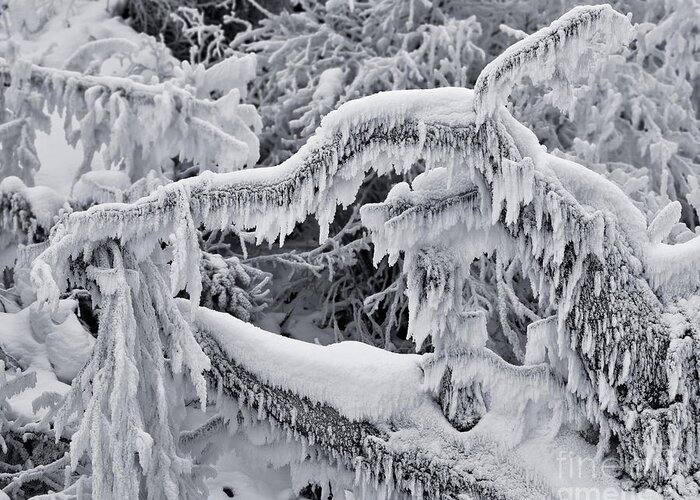 Hot Spring Greeting Card featuring the photograph Icy Breath Of the Frost Dragon by Royce Howland
