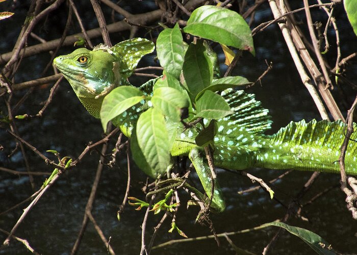 Iguana Greeting Card featuring the photograph Iguana - Green by Jessica Levant