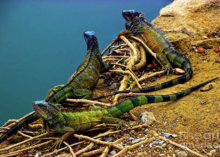 Land Greeting Card featuring the photograph Iguanas In Montanita, Ecuador by Al Bourassa
