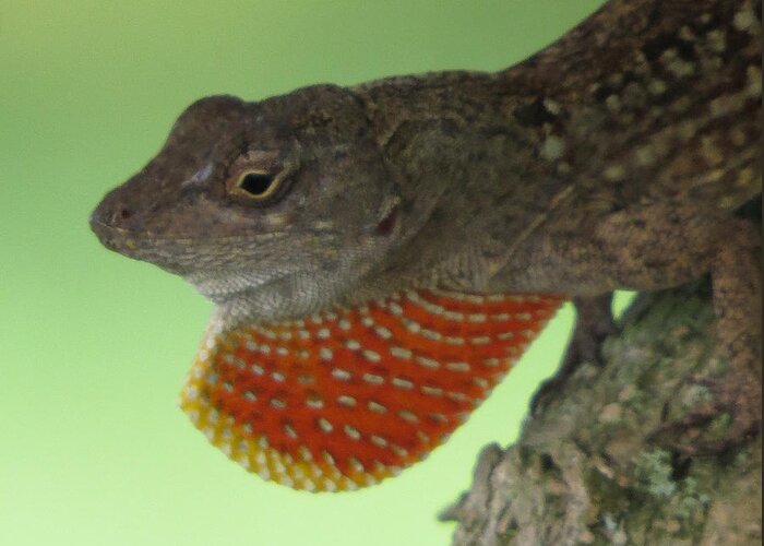 Lizard Greeting Card featuring the photograph I'll Show You by T Guy Spencer