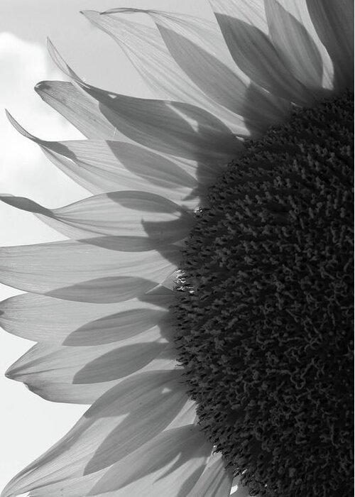 Black And White Greeting Card featuring the photograph Illuminated Half Sunflower Grayscale by Mary Anne Delgado