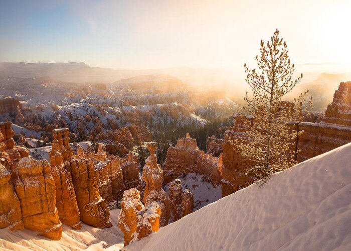Bryce Canyon Greeting Card featuring the photograph Illumination by Emily Dickey