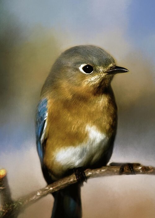 Animal Greeting Card featuring the photograph I'm a Bluebird by Lana Trussell