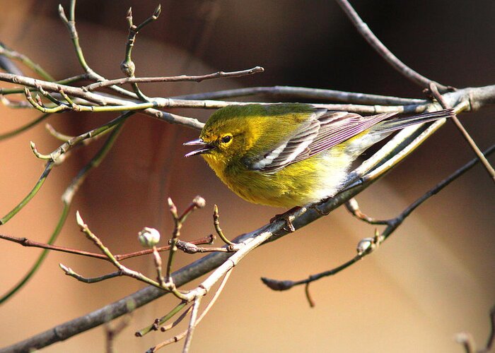 Pine Warbler Greeting Card featuring the photograph IMG_2251 - Pine Warbler by Travis Truelove
